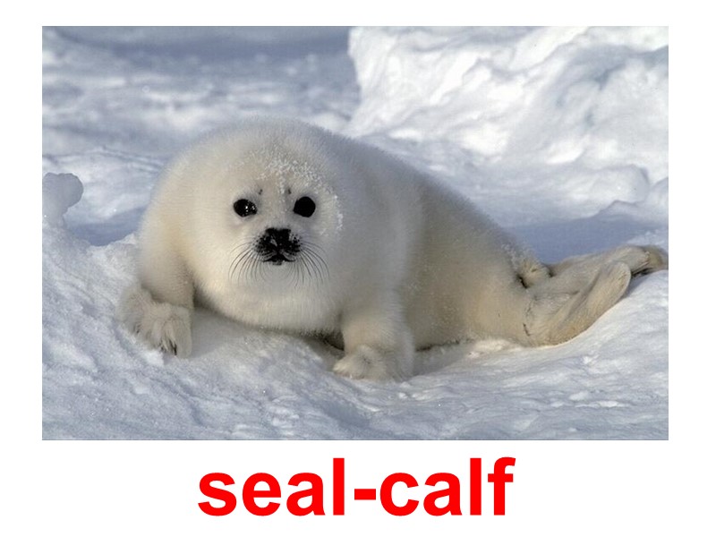 seal-calf
